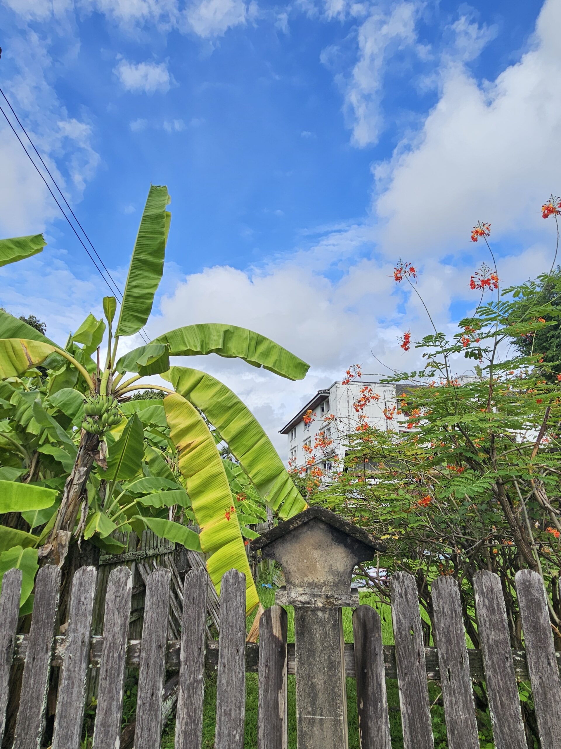 Bananas for Banana Trees: Chiang Mai